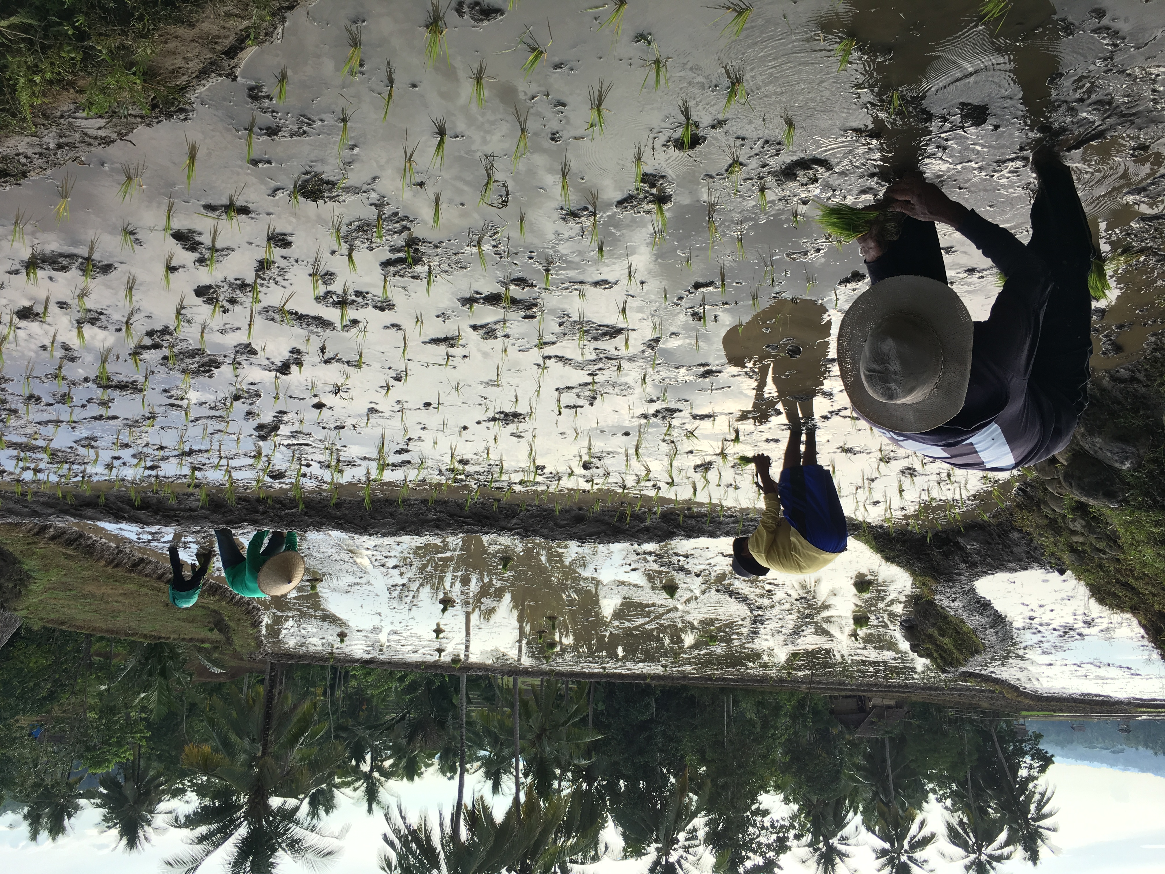 Planting rice