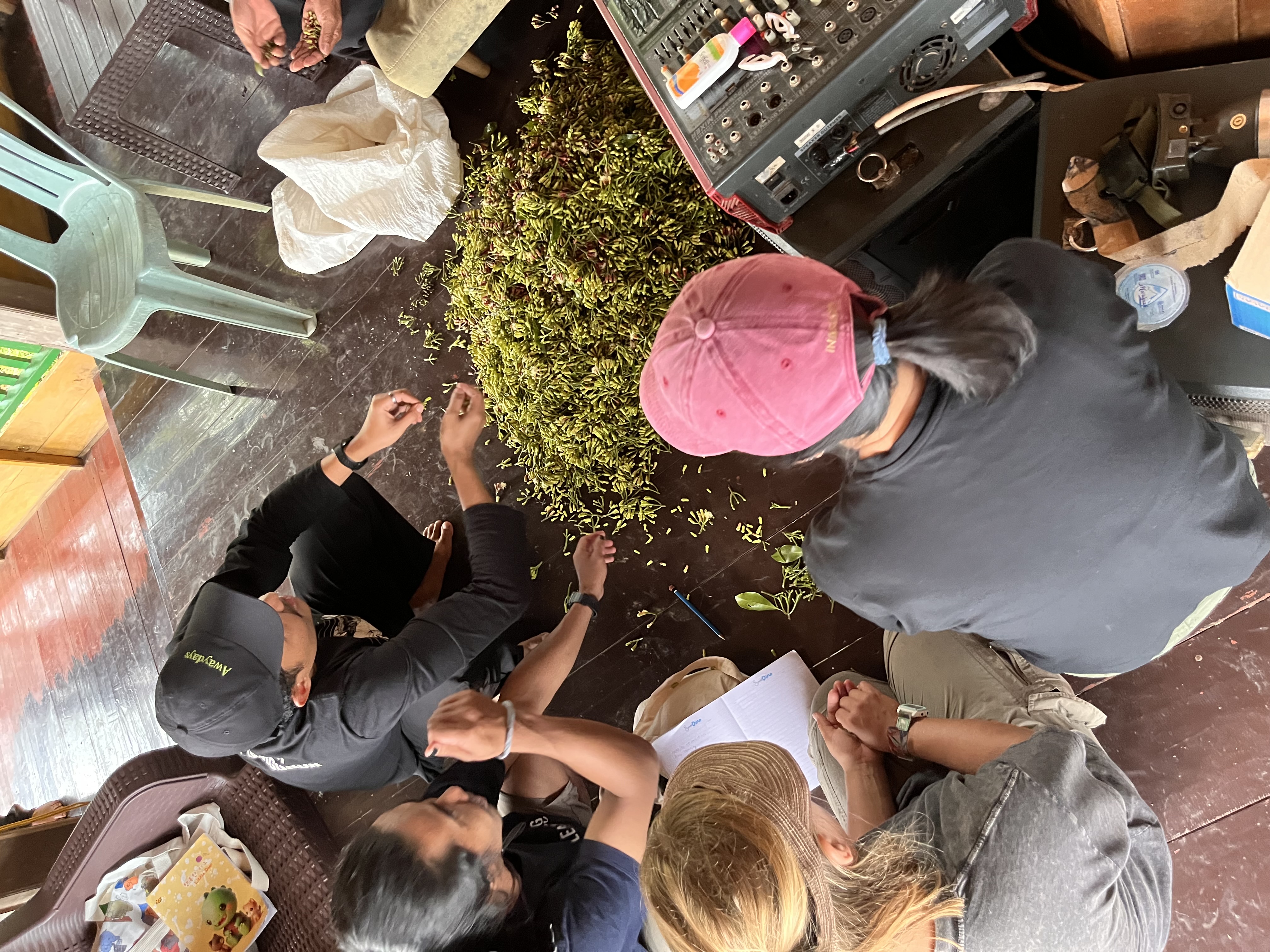 Harvesting cloves